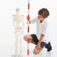 Esqueleto Mediano 85 cm para el aula