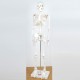 Esqueleto Mediano 85 cm para el aula