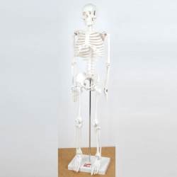 Esqueleto Mediano 85 cm...