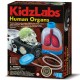 KidzLabs - Órganos del cuerpo humano