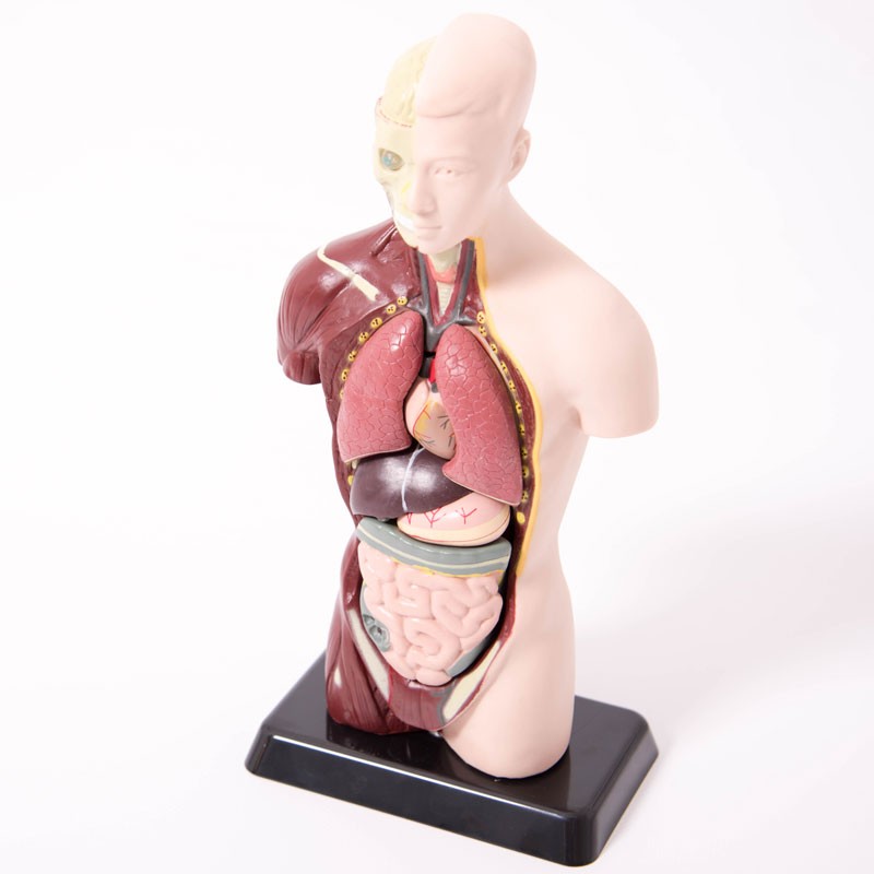 Torso Humano - Modelo anatómico de 27 cm