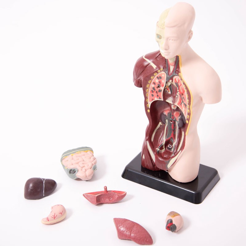 Torso Humano - Modelo anatómico de 27 cm