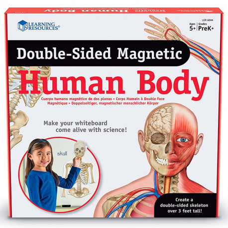 Cuerpo Humano Magnético de dos planos para el aula