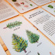 Avista el Árbol - Juego de memoria ilustrado a la acuarela (castellano)