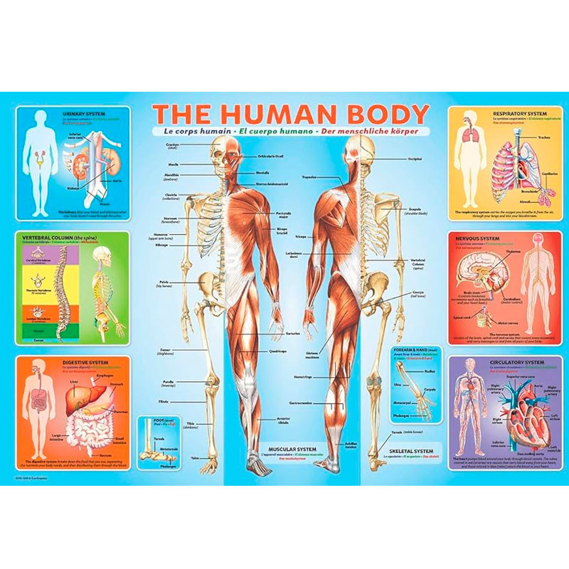 Puzzle Eurographics Kids 200 piezas - El Cuerpo Humano (inglés)