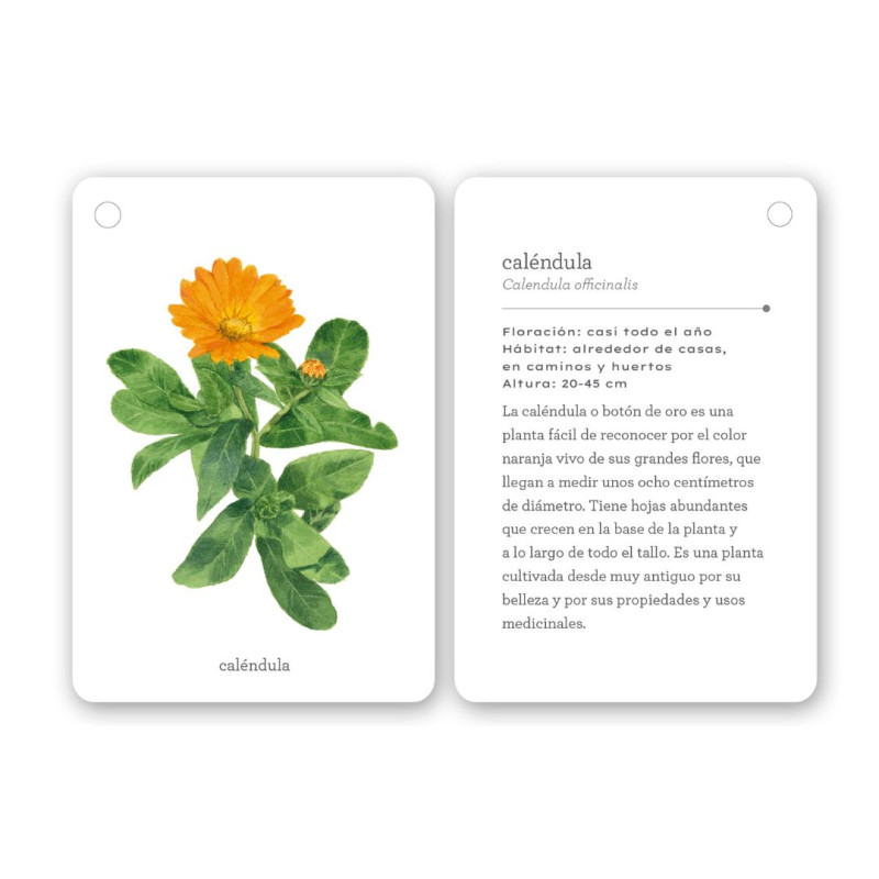 Fitxes blanques de la guia Fíjate: Flors Silvestres amb una il·lustració de calèndula taronja i text explicatiu en castellà.