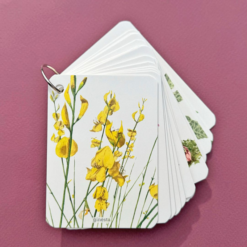 FIXA-T'HI: FLORS SILVESTRES - Guía para iniciarse en la observación de las flores (Catalán))