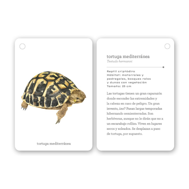 Guia de camp de butxaca amb fitxes blanques, cantonades arrodonides i il·lustració detallada d'una tortuga terrestre.