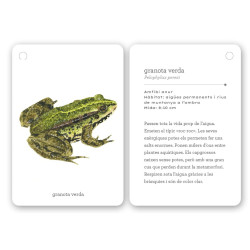 Tarjetas blancas plastificadas con bordes redondeados. Incluyen una ilustración de una rana verde y texto descriptivo en catalán