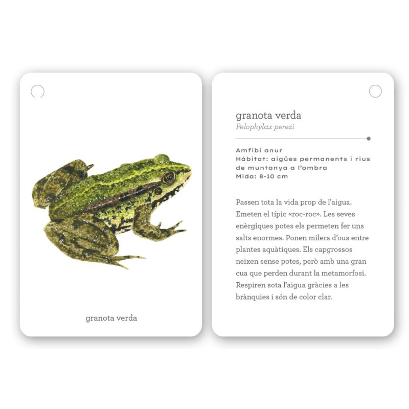 Tarjetas blancas plastificadas con bordes redondeados. Incluyen una ilustración de una rana verde y texto descriptivo en catalán